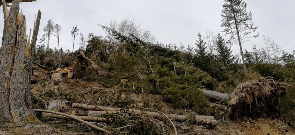 Maltempo, in arrivo 450.000 euro per i parchi Adamello-Brenta e Paneveggio-Pale di San Martino